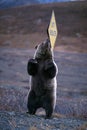 Grizzly bear scratching his back on a Ã¢â¬ÅSoft ShoulderÃ¢â¬Â sign (